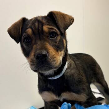 Australian Kelpie and Australian Shepherd Dogs Available for Adoption - Ferris | PetCurious