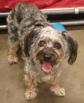 Sueshee -  Havanese and Yorkshire Terrier Dog for Adoption in Sioux City, Iowa - Sueshee | PetCurious