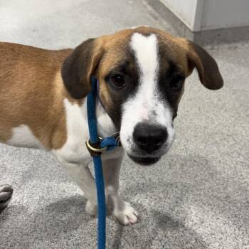 Heidi -  Hound and Mixed Breed Dog for Adoption in Tampa, Florida - Heidi | PetCurious