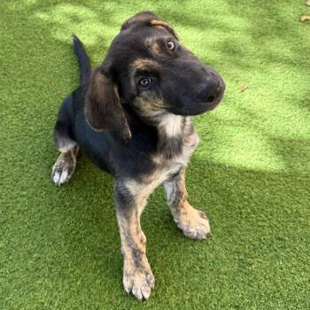 Bowie 0791 -  Mixed Breed Dog for Adoption in Loxahatchee Groves, Florida - Bowie 0791 | PetCurious