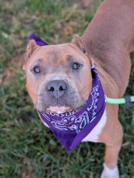 Clarice -  Bulldog Dog for Adoption in Gulfport, Mississippi - Clarice | PetCurious