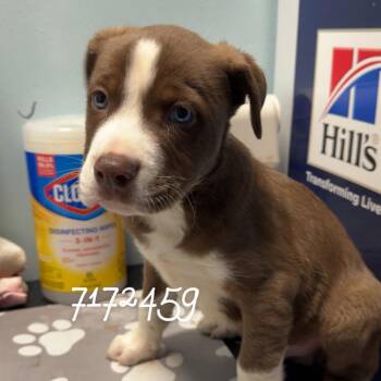 Border Collie and Pit Bull Terrier Dogs Available for Adoption in Chico, California - ALPHA | PetCurious