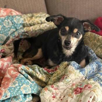 Rescue Chihuahua Dogs for Adoption in Hackett, Arkansas - Daisy | PetCurious