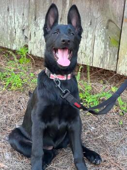 Brenna -  German Shepherd Dog Dog for Adoption in Glocester, Rhode Island - Brenna | PetCurious