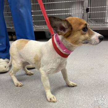 Prairie -  Jack Russell Terrier Dog for Adoption in Washington, District Of Columbia - Prairie | PetCurious