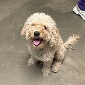 Mia -  Mixed Breed Dog for Adoption in Dekalb, Illinois - Mia | PetCurious