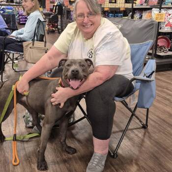 Sylvia -  Pit Bull Terrier Dog for Adoption in Tunica, Mississippi - Sylvia | PetCurious