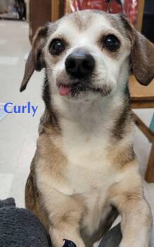 Chihuahua and Beagle Dogs Available for Adoption in Livonia, Michigan - Murray | PetCurious
