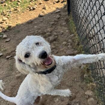 Rescue Miniature Poodle Dogs for Adoption in Richmond, Texas - Peluchin | PetCurious