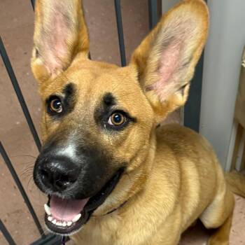 Wonka -  Shepherd and Mixed Breed Dog for Adoption in Fort Smith, Arkansas - Wonka | PetCurious