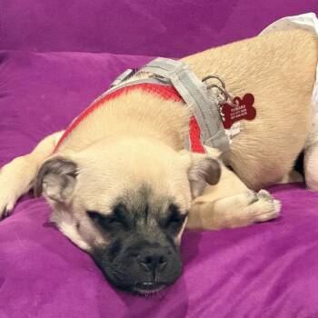 Kai -  Pug and Pomeranian Dog for Adoption in Alafaya, Florida - Kai | PetCurious