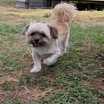Baloo Valentine -  Shih Tzu Dog for Adoption in Houston, Texas - Baloo Valentine | PetCurious
