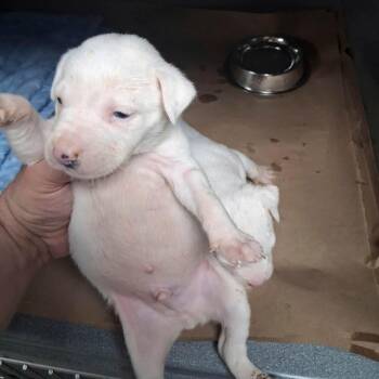 Matcha (p) -  English Bulldog and Mixed Breed Dog for Adoption in New York, New York - Matcha (p) | PetCurious