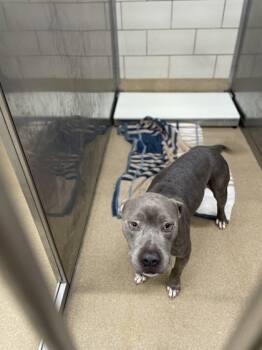 Rescue Pit Bull Terrier and Mixed Breed Dogs for Adoption in Lewisville, Texas - Drako | PetCurious