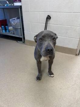American Staffordshire Terrier and Mixed Breed Dogs Available for Adoption in Farmers Branch, Texas - 12300 Veronica Stray 2 | PetCurious