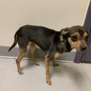 Chihuahua Dogs Available for Adoption in Charlottesville, Virginia - Expecto | PetCurious