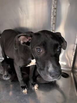 Pit Bull Terrier Dogs Available for Adoption in Oklahoma City, Oklahoma - A473352 | PetCurious