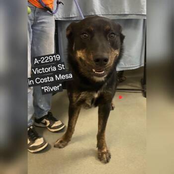 WAGS-Stray-22919 -  Shepherd Dog for Adoption in Westminster, California - WAGS-Stray-22919 | PetCurious
