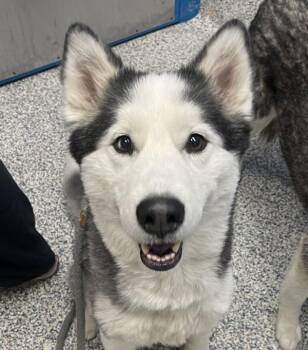 Anna -  Siberian Husky Dog for Adoption in Golden, Colorado - Anna | PetCurious