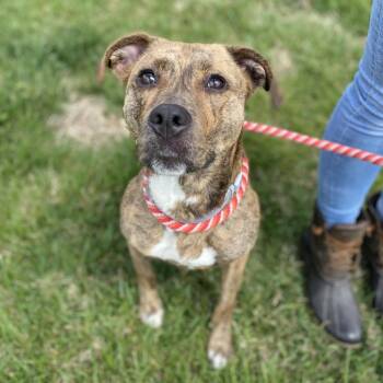Rescue Mountain Cur Dogs for Adoption in Chesapeake, Virginia - Coco | PetCurious