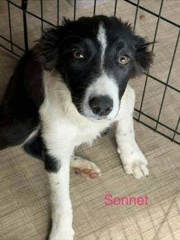 Sonnet -  Border Collie Dog for Adoption in Waunakee, Wisconsin - Sonnet | PetCurious