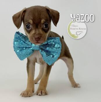 Yazoo -  Chihuahua Dog for Adoption in Benton, Louisiana - Yazoo | PetCurious