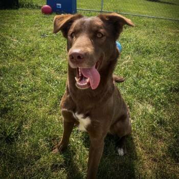 Mia -  Husky and Border Collie Dog for Adoption in Pontiac, Illinois - Mia | PetCurious