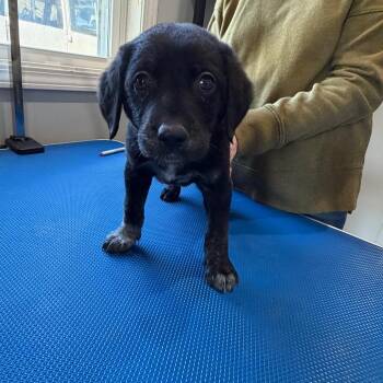 Black Labrador Retriever Dogs Available for Adoption in Hohenwald, Tennessee - Zara | PetCurious