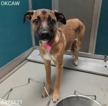 A475621 -  Black Mouth Cur and Mixed Breed Dog for Adoption in Oklahoma City, Oklahoma - A475621 | PetCurious