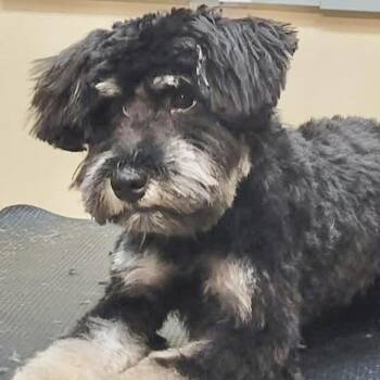Hairy Styles -  Maltese and Poodle Dog for Adoption in Conroe, Texas - Hairy Styles | PetCurious