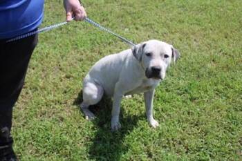 Abbi -  Mixed Breed Dog for Adoption in Kenansville, North Carolina - Abbi | PetCurious
