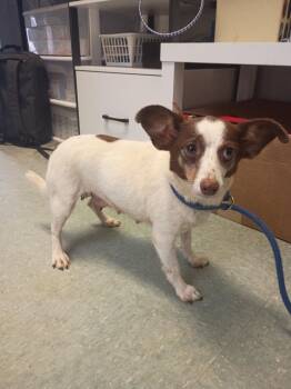 Sara -  Chihuahua Dog for Adoption in Albany, Georgia - Sara | PetCurious