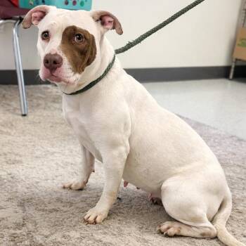 Pit Bull Terrier Dogs Available for Adoption - Queen (GiGi) | PetCurious