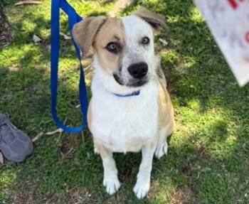 Butterscotch -- URGENT -- LONGTIME RESIDENT -  Australian Cattle Dog Blue Heeler Dog for Adoption in Thousand Oaks, California - Butterscotch -- URGENT -- LONGTIME RESIDENT | PetCurious