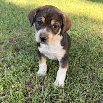 Hound and Australian Cattle Dog Blue Heeler Dogs Available for Adoption in Warrior, Alabama - Aslan | PetCurious