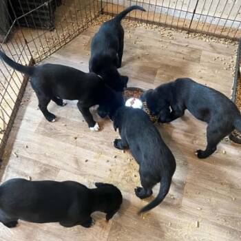 Ginger Spice -  Black Labrador Retriever Dog for Adoption in Nashville, Tennessee - Ginger Spice | PetCurious