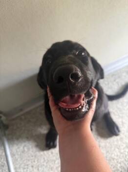 Princess Madea -  Labrador Retriever Dog for Adoption in Auburn, Indiana - Princess Madea | PetCurious