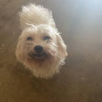 Mixed Breed Dogs Available for Adoption in Greensboro, North Carolina - Grilled Cheese | PetCurious