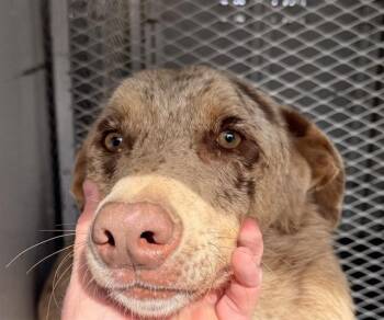 Rescue Catahoula Leopard Dog Dogs for Adoption in Thousand Oaks, California - Colin -- URGENT | PetCurious