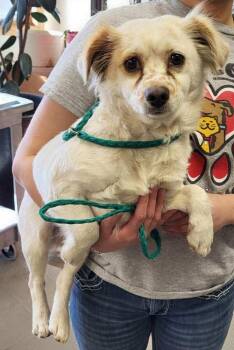 Terrier Dogs Available for Adoption - Jeannie | PetCurious