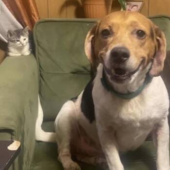 Alex -  Beagle Dog for Adoption in Heber Springs, Arkansas - Alex | PetCurious