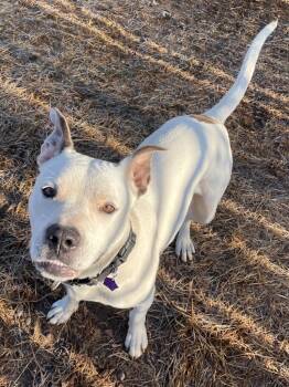 Rescue Pit Bull Terrier Dogs for Adoption in Spooner, Wisconsin - Ripley | PetCurious