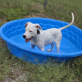 Pit Bull Terrier Dogs Available for Adoption in Aurora, Missouri - AURO-Snow | PetCurious