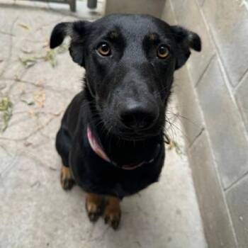 Clara -  Mixed Breed Dog for Adoption in Burlington, Ontario - Clara | PetCurious