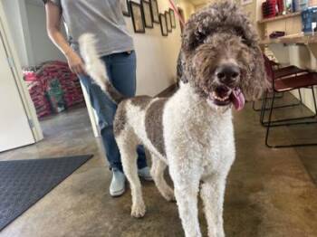 Pardi -  Standard Poodle and Labrador Retriever Dog Available for Adoption in Brunswick, Georgia - Pardi | PetCurious