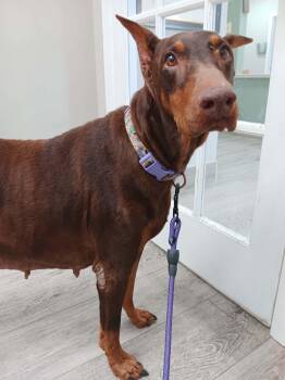 Venus -  Doberman Pinscher Dog for Adoption in Pearland, Texas - Venus | PetCurious