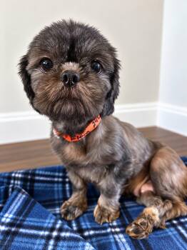 Flora -  Shih Tzu Dog for Adoption in West Palm Beach, Florida - Flora | PetCurious