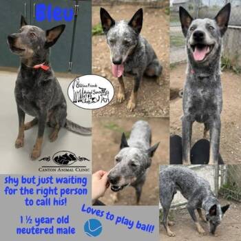Rescue Australian Cattle Dog Blue Heeler Dogs for Adoption in Heuvelton, New York - Bleu | PetCurious
