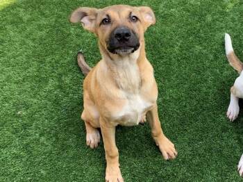 Anatolian Shepherd and Mixed Breed Dogs Available for Adoption in Moreno Valley, California - TAVERN | PetCurious