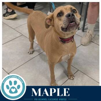 Maple 080126 -  American Bulldog and Mixed Breed Dog for Adoption in Kimberton, Pennsylvania - Maple 080126 | PetCurious